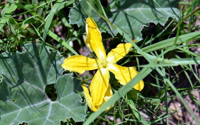 Apodanthera undulata, Melon Loco, Southwest Desert Flora